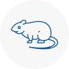Rat Control Renfrew